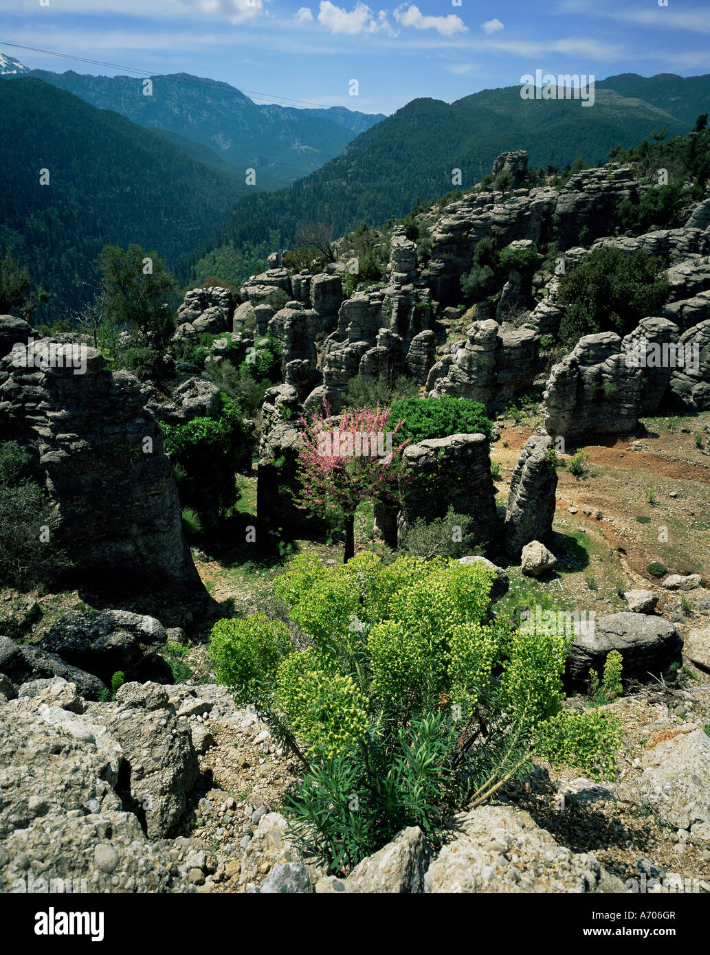 Blütenpflanzen und Felsformationen Koprolu National Park Antalya Anatolien Türkei Eurasia Stockfoto