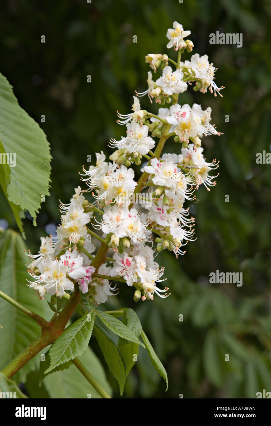Rosskastanie Blüte Aesculus Hippocastanum in der Buckeye Familie Hippocastanaceae Wales UK Stockfoto