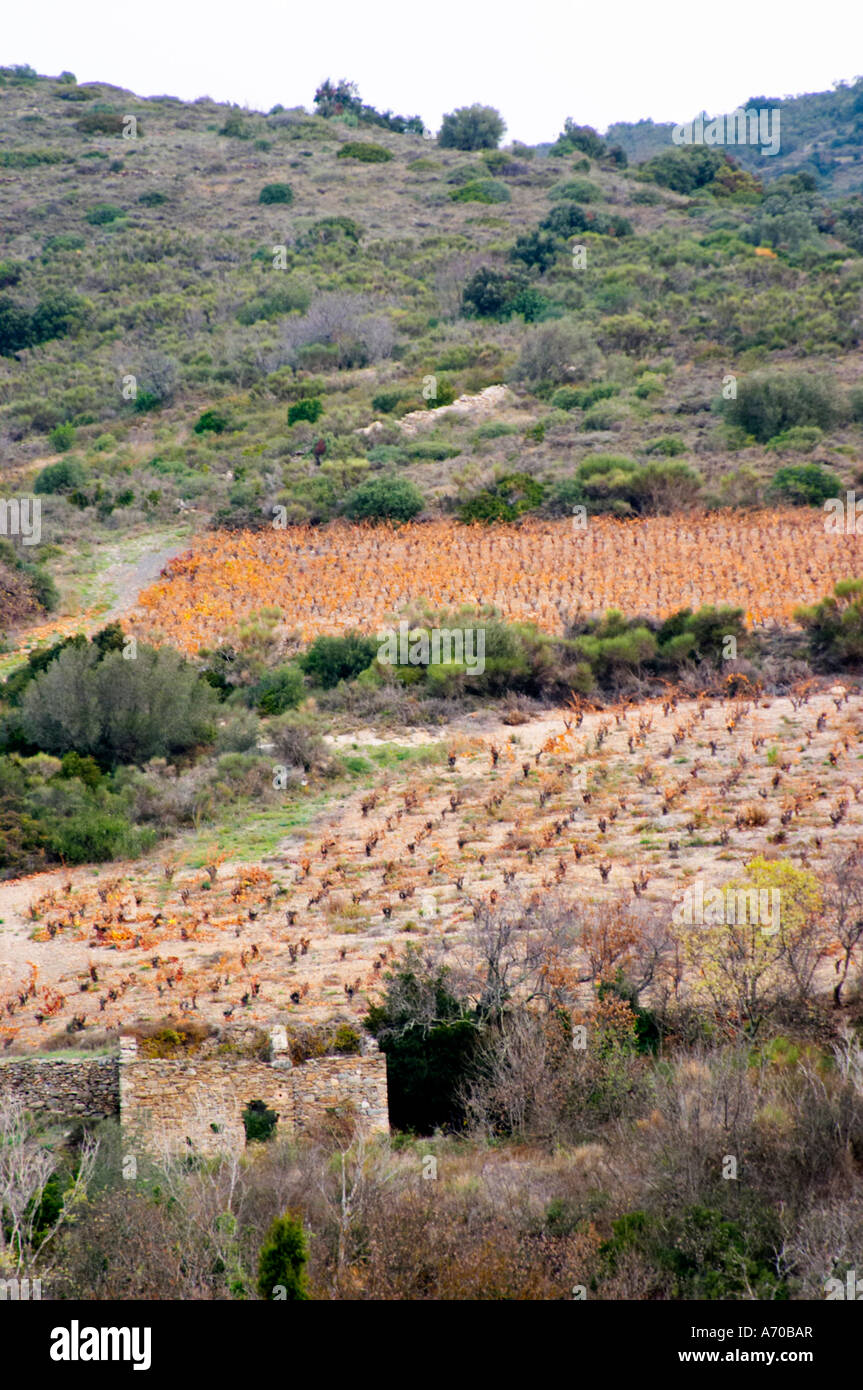 Domaine Grand Guilhem. In Cascastel-des-Corbieres. Fitou. Languedoc. Garrigue Unterholz Vegetation mit Sträuchern und Kräutern. Die Stockfoto