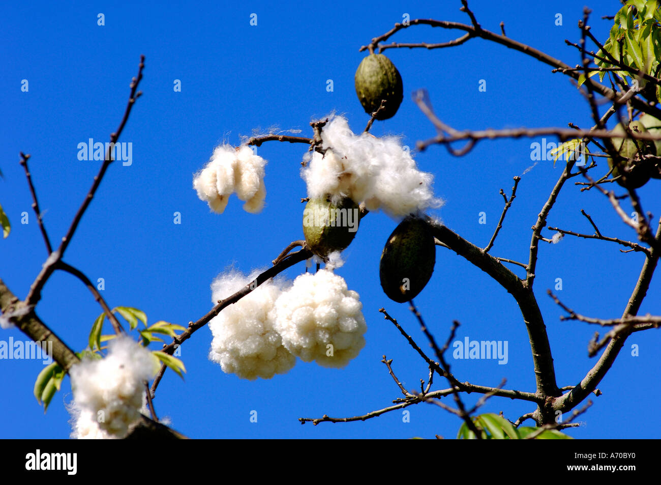 Kapok Seide – Cotton Tree Ceiba Pentandra Brasilien Stockfoto