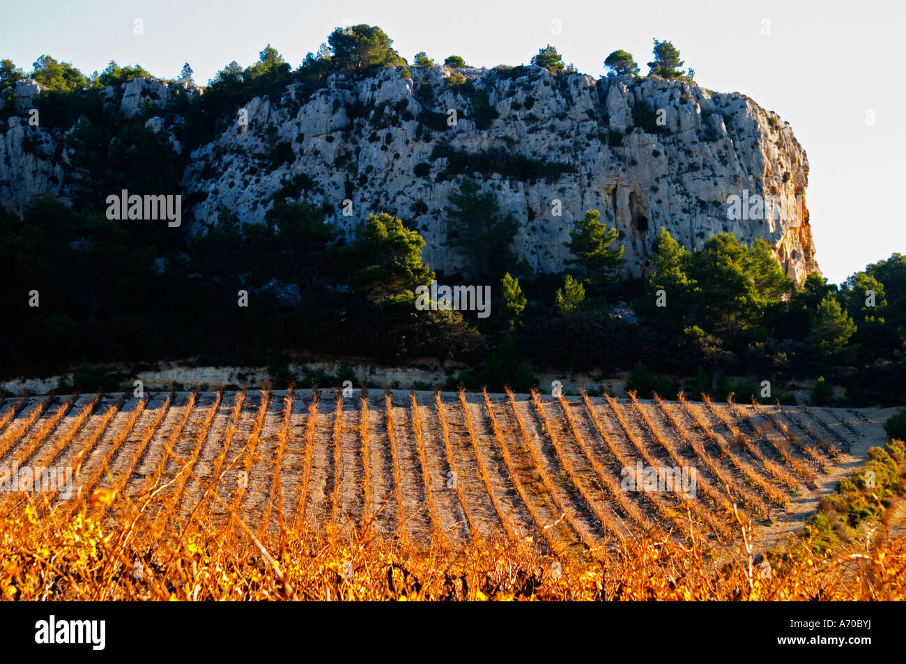 La Clape. Languedoc. Weinlaub. Weingut. Frankreich. Europa. Weinberge unterhalb der weißen Kalksteinfelsen. Stockfoto