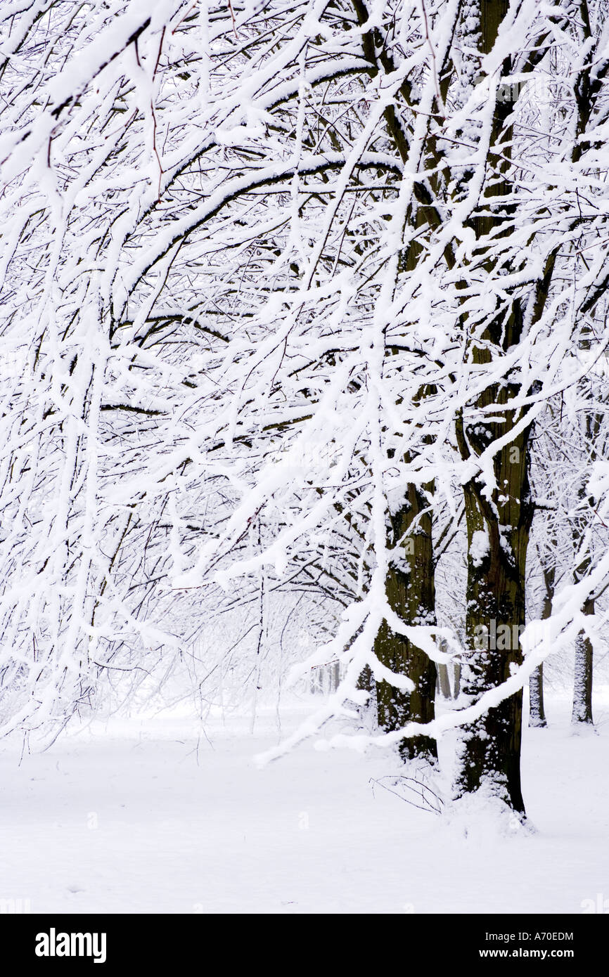 Schnee beladene Bäume am Coate Water Country Park Stockfoto