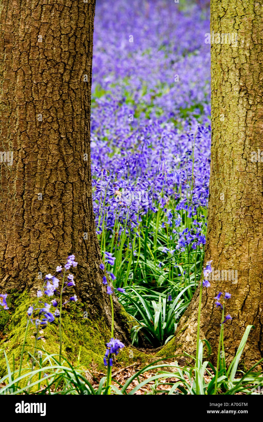 Glockenblumen in Hagbourne Wäldchen, Swindon, Wiltshire, England, UK Hyacinthoides non-Scripta auch bekannt als Wild Hyazinthe Stockfoto