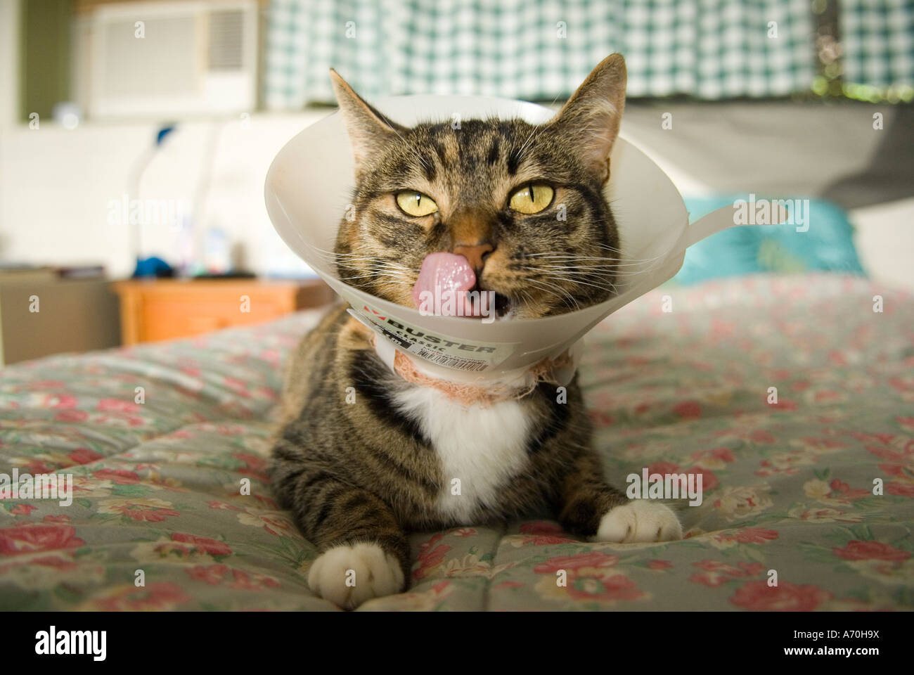 Katze mit Trichter auf dem Kopf zu verhindern lecken gebrochene Rute, Oahu,  Hawaii Stockfotografie - Alamy