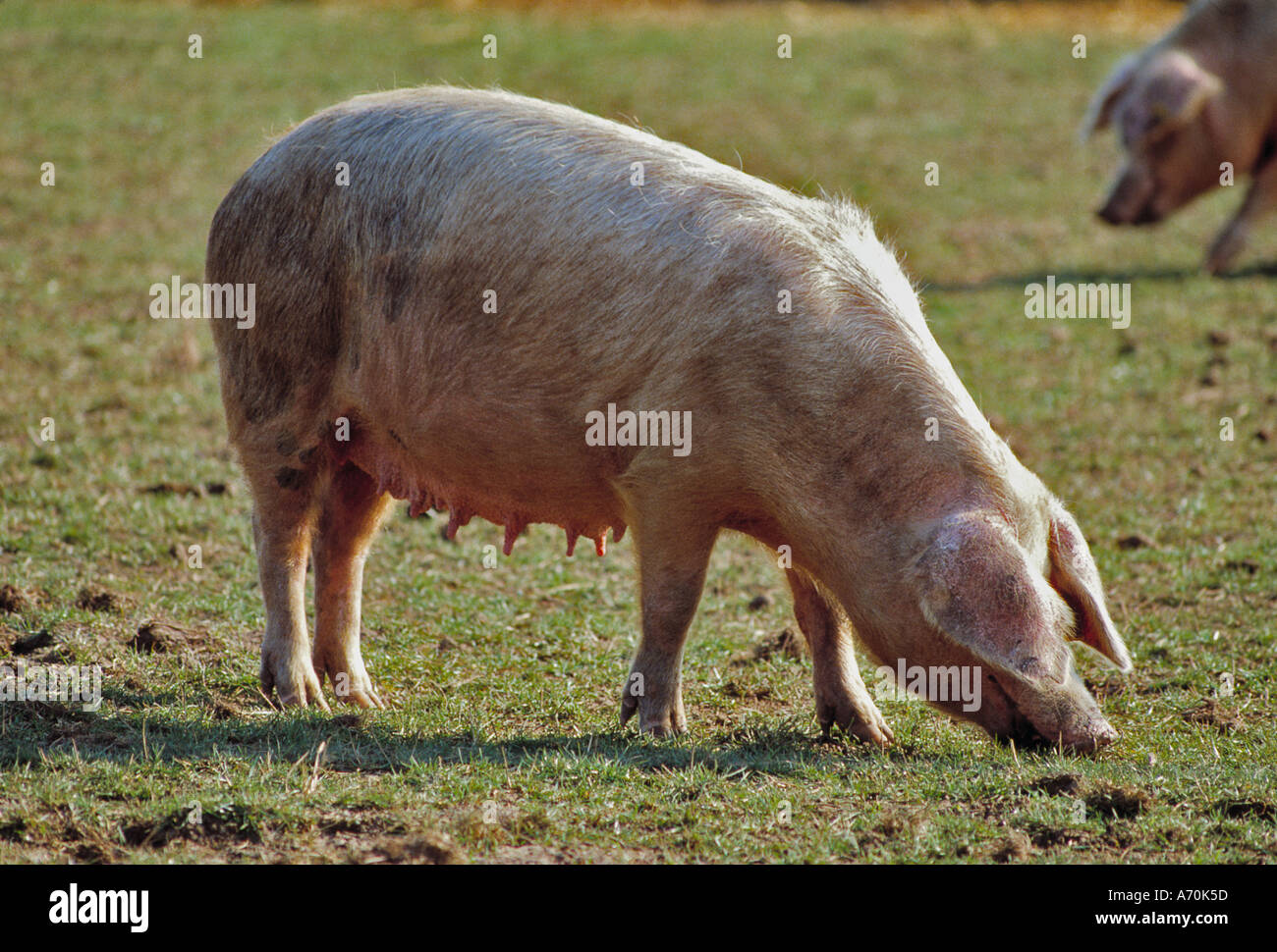 GLOUCESTER ALTEN ORT SAU SCHWEIN Stockfoto