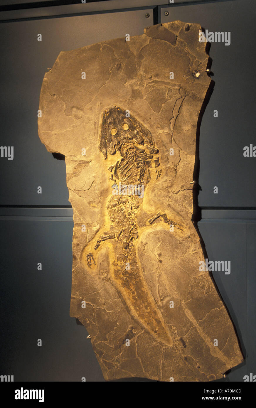 Kanada, Quebec, Gaspe Halbinsel Gaspesie. Fossilen Ausstellung, Natural History Museum des Parc National de Miguasha Stockfoto