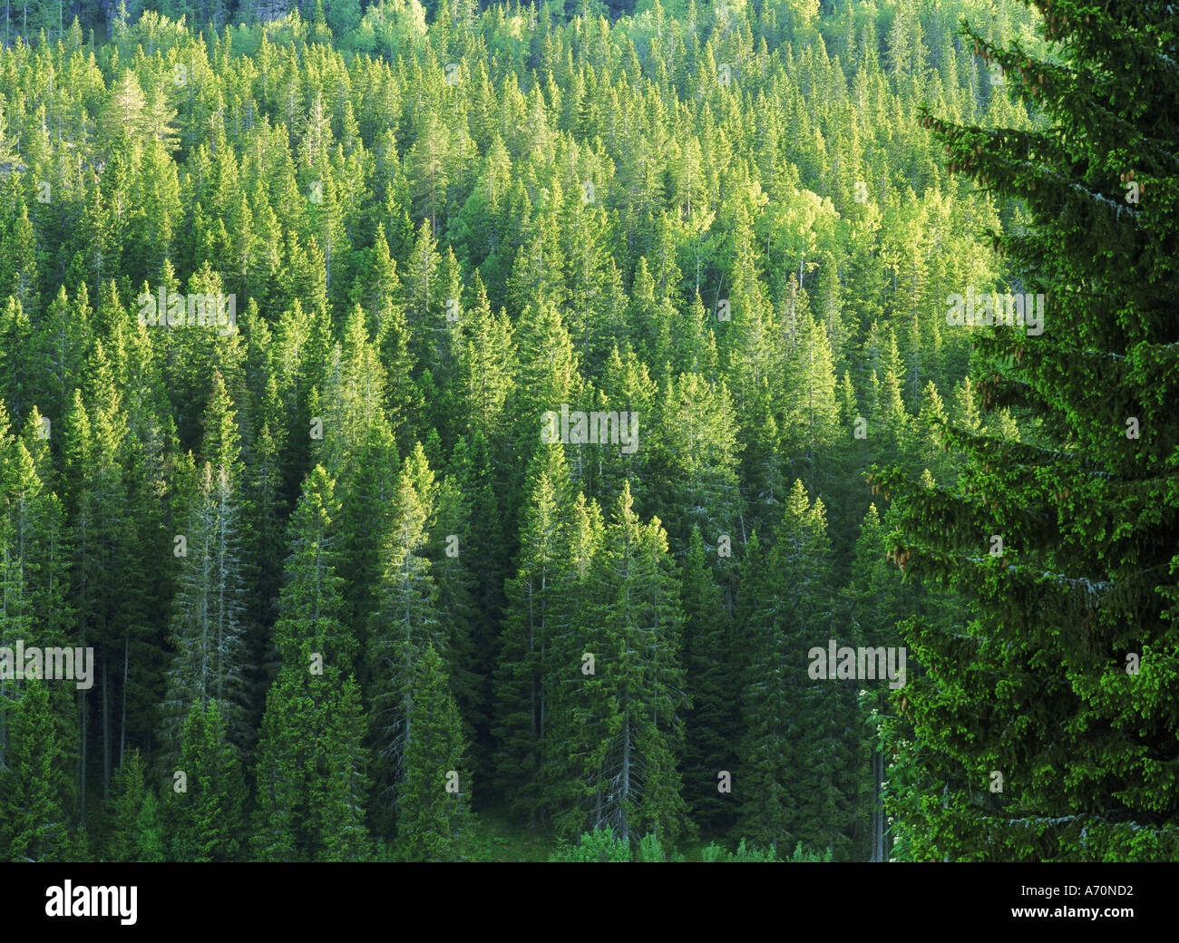 Laubwechselnden und immergrünen Wald in Schweden Stockfoto