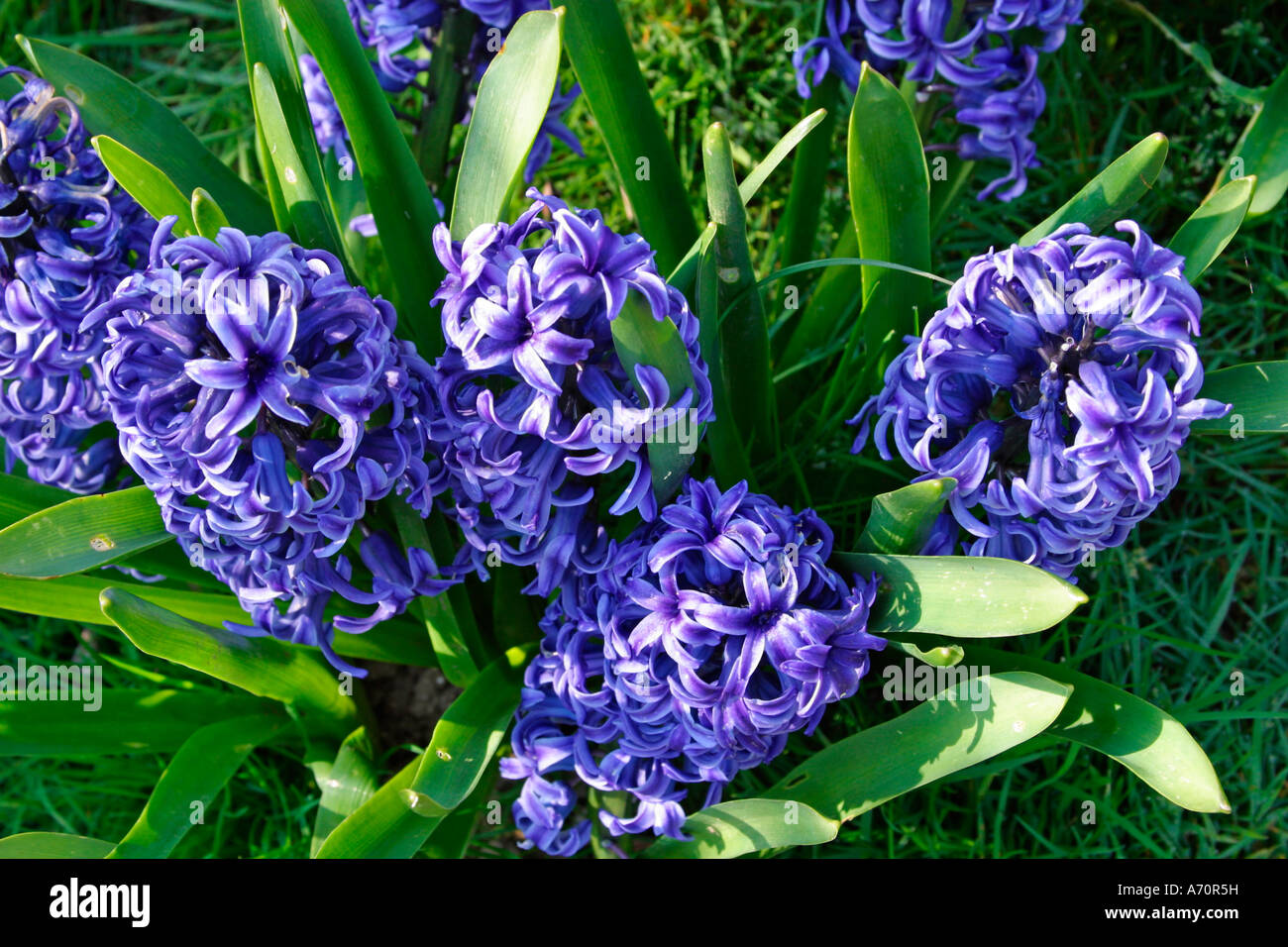 Der Clomp der wunderschönen blauen Hyancinths, die im Frühling im englischen Garten blühen Stockfoto