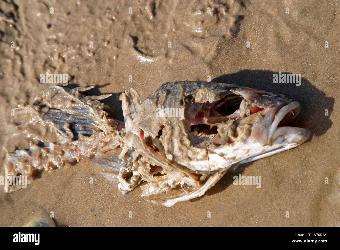 Teilweise zerlegte Schlachtkörper von Fischen angespült am Sandstrand in Sussex, UK Stockfoto