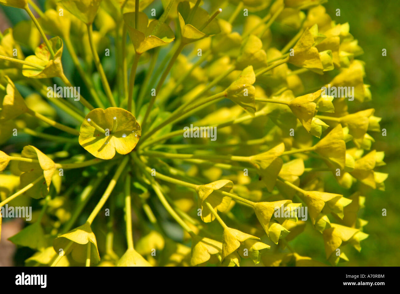 Grüner Drang (Euphorbia Esula) in der Blüte im Frühling in West Sussex, England, Großbritannien Stockfoto