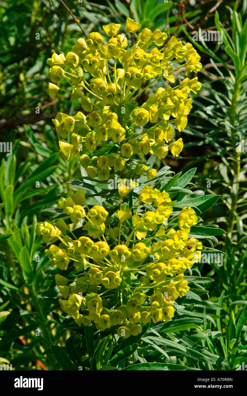 Grüner Drang (Euphorbia Esula) in der Blüte im Frühling in West Sussex, England, Großbritannien Stockfoto