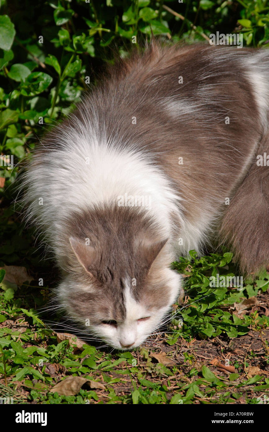 Eine Erwachsene Frau flauschige grau-weiße Katze (Felis Catus) schnüffelnde Duftspur im Garten Stockfoto