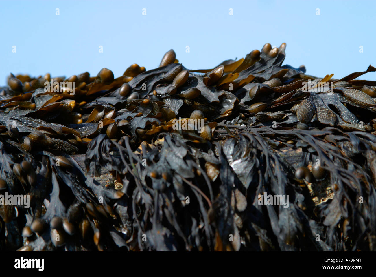 Blasentang (Fucus Vesiculosus) Algen am Strand von Sussex Stockfoto