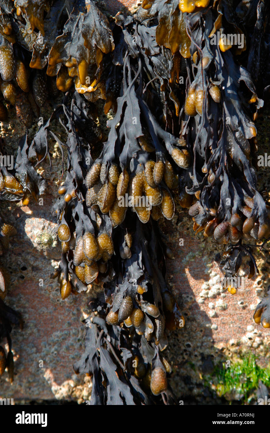 Blasentang (Fucus Vesiculosus) Algen am Strand von Sussex Stockfoto