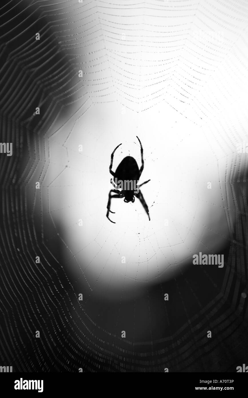 SPINNE UND WEB Stockfoto