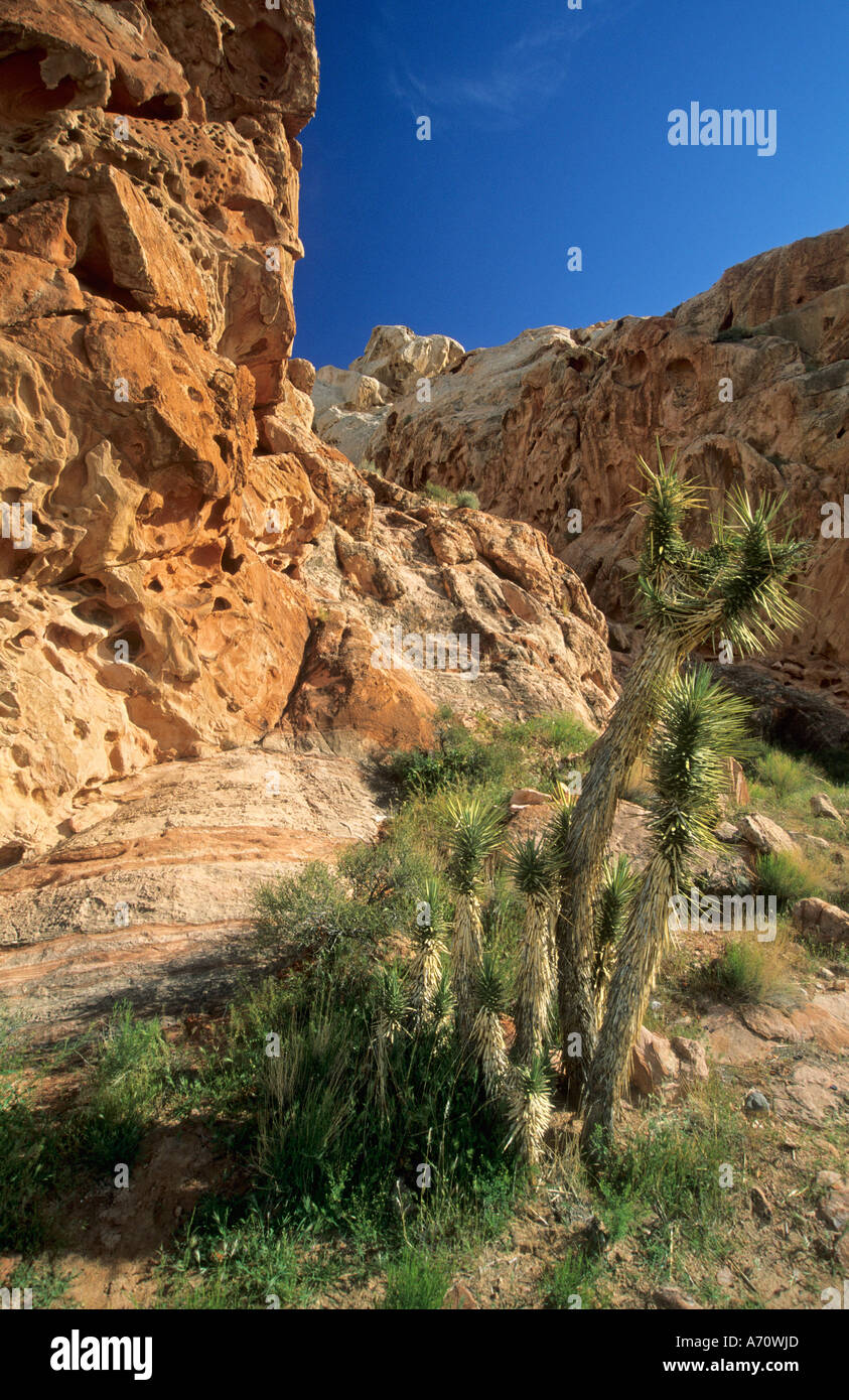 Joshua Tree, Lake Mead National Recreation Area, Nevada, USA Stockfoto