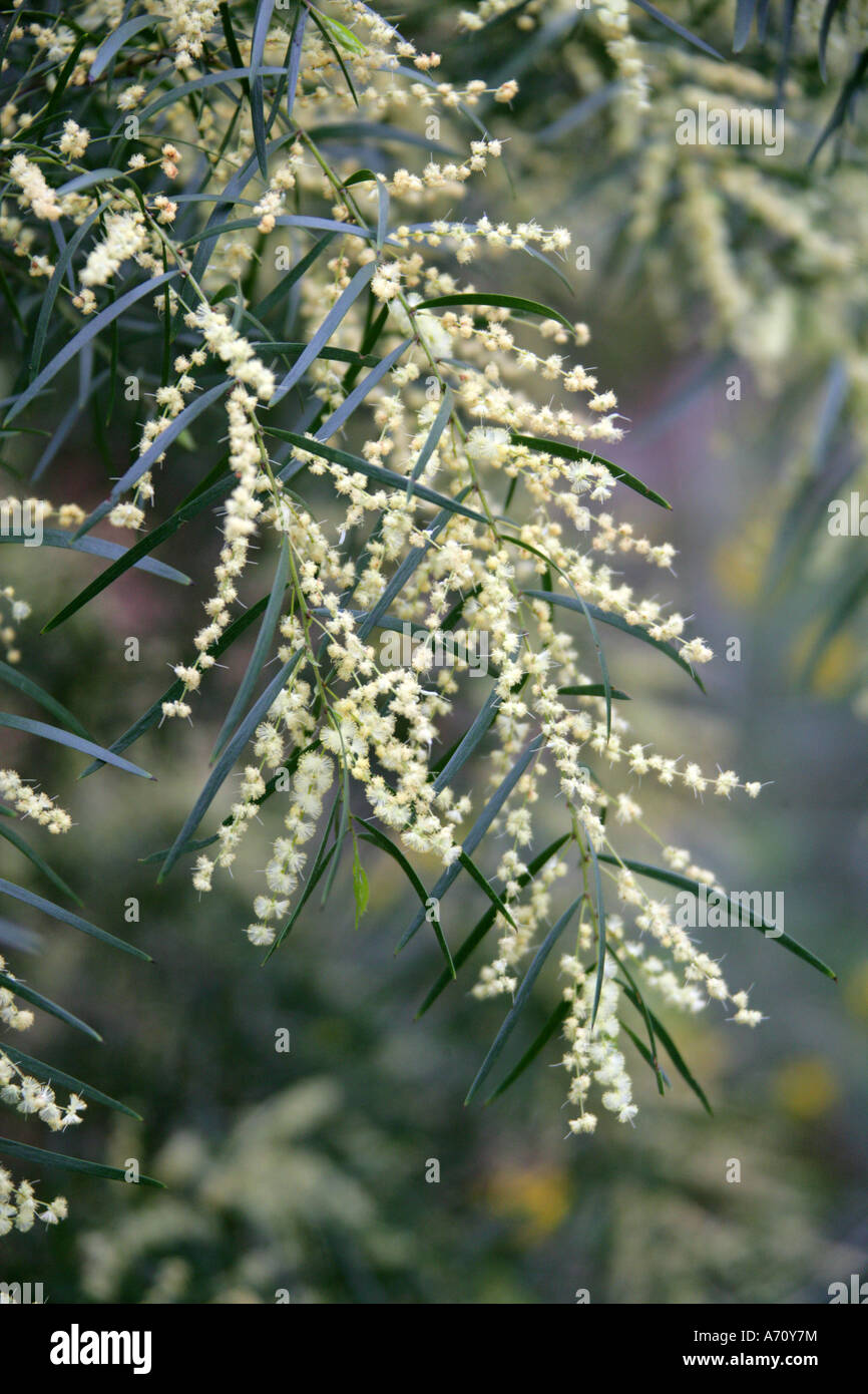 Akazie 'Exeter Hybrid', Acacia veitchiana. Australien Stockfoto