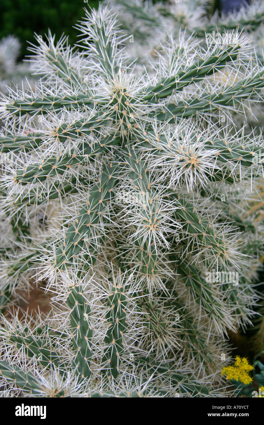 Abrojo, Tencholote, Clavellina, Coyonoxtle, ummantelt Cholla Cylindropuntia Tunicata, Cactaceae. Nord-Amerika. Stockfoto