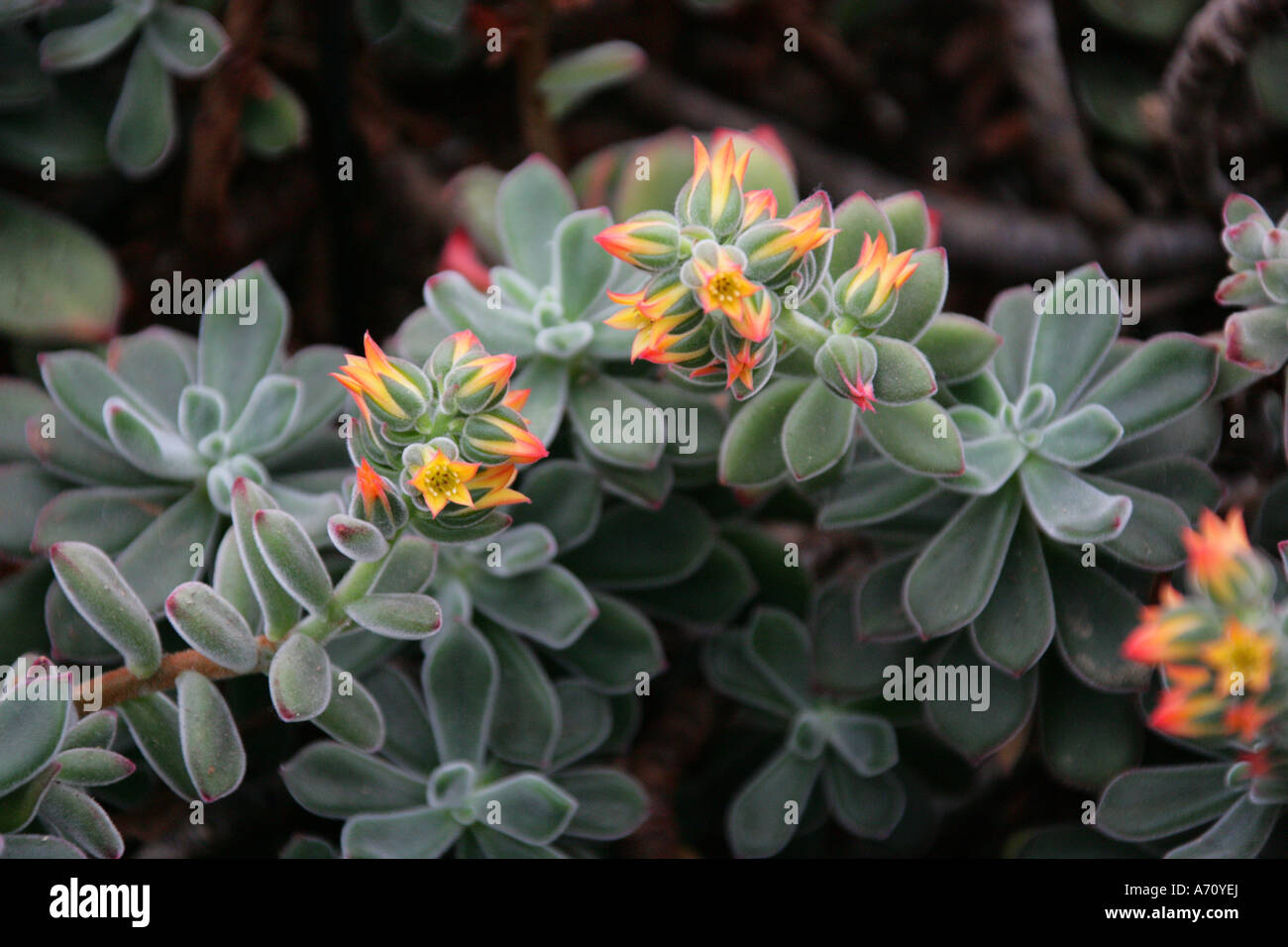 Chenille Plant, Plüsch Plant, Echeveria Pulvinata, Crassulaceae. Mexiko Stockfoto