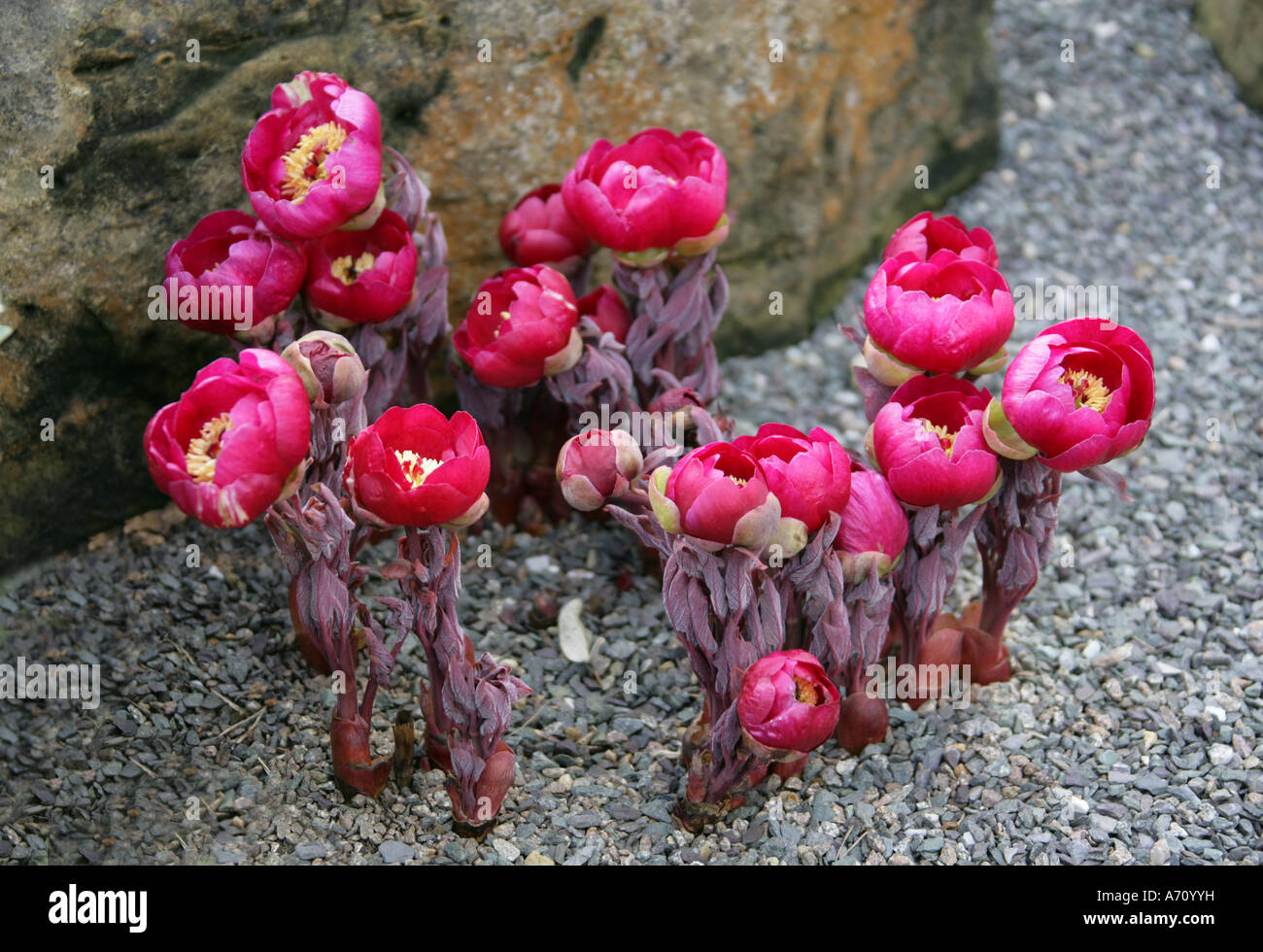 Türkische Pfingstrose, Paeonia Turcica, Paeoniaceae, eine seltene