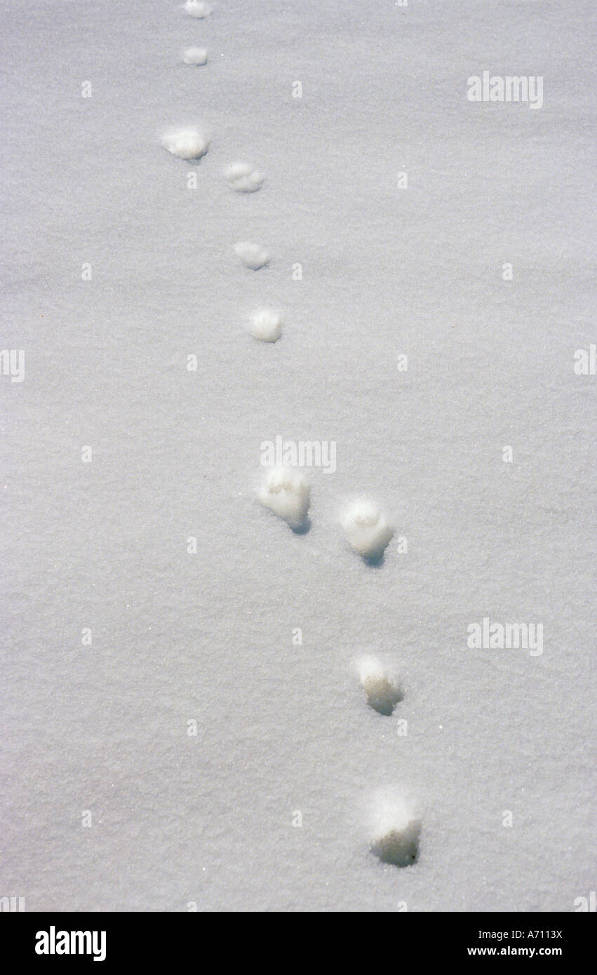 Schneehase (Lepus timidus), Spur im Schnee. Stockfoto