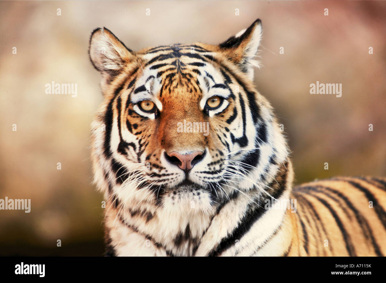 Sibirische Tiger - Portrait / Panthera Tigris Stockfoto