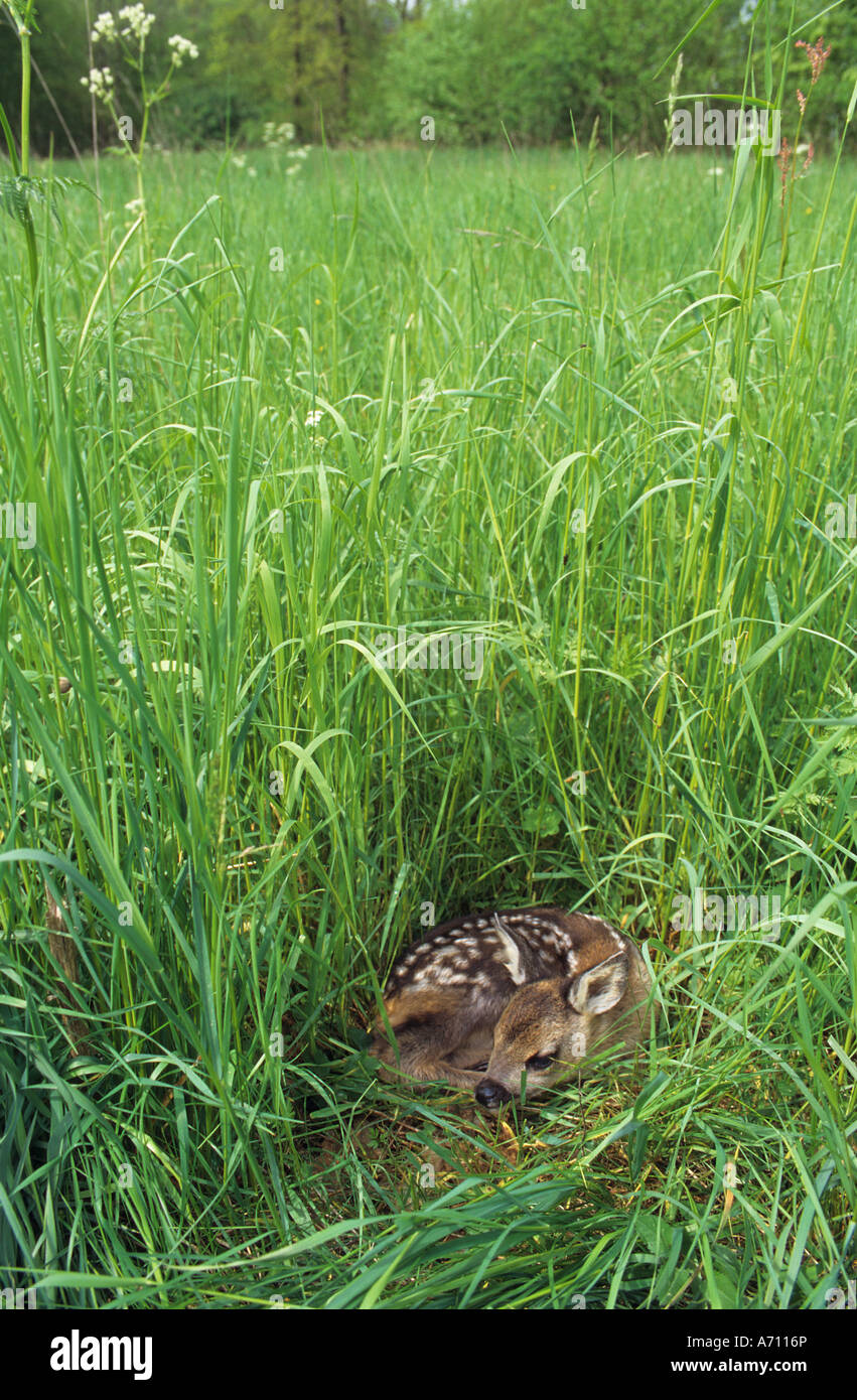 Reh - Kitz auf Wiese - Versteck / Capreolus Capreolus Stockfoto