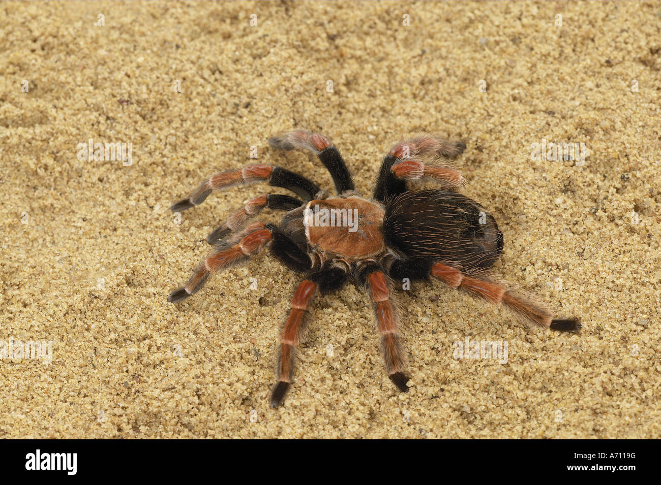 Mexican Fireleg Vogelspinne (Brachypelma boehmei, Euathlus boehmi) auf Sand Stockfoto