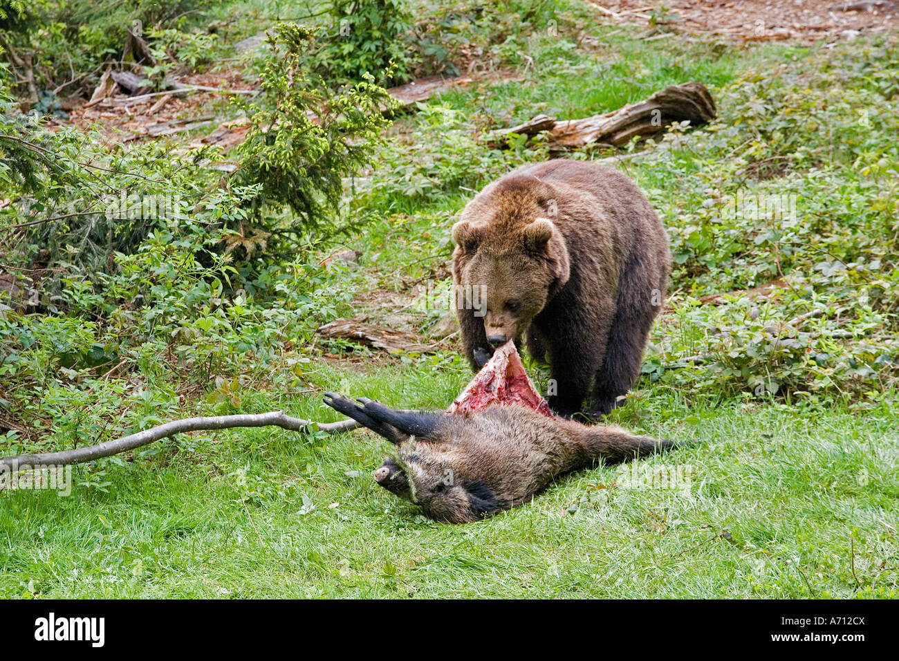 Brauner Bär mit totes Wildschwein / Ursus Arctos Stockfoto