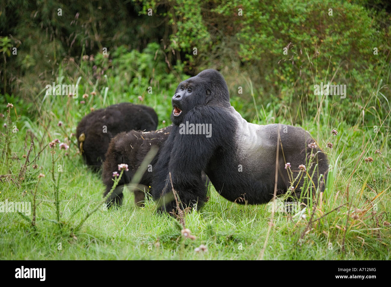 Berggorilla - Silberrücken / Gorilla Beringei Beringei Stockfoto