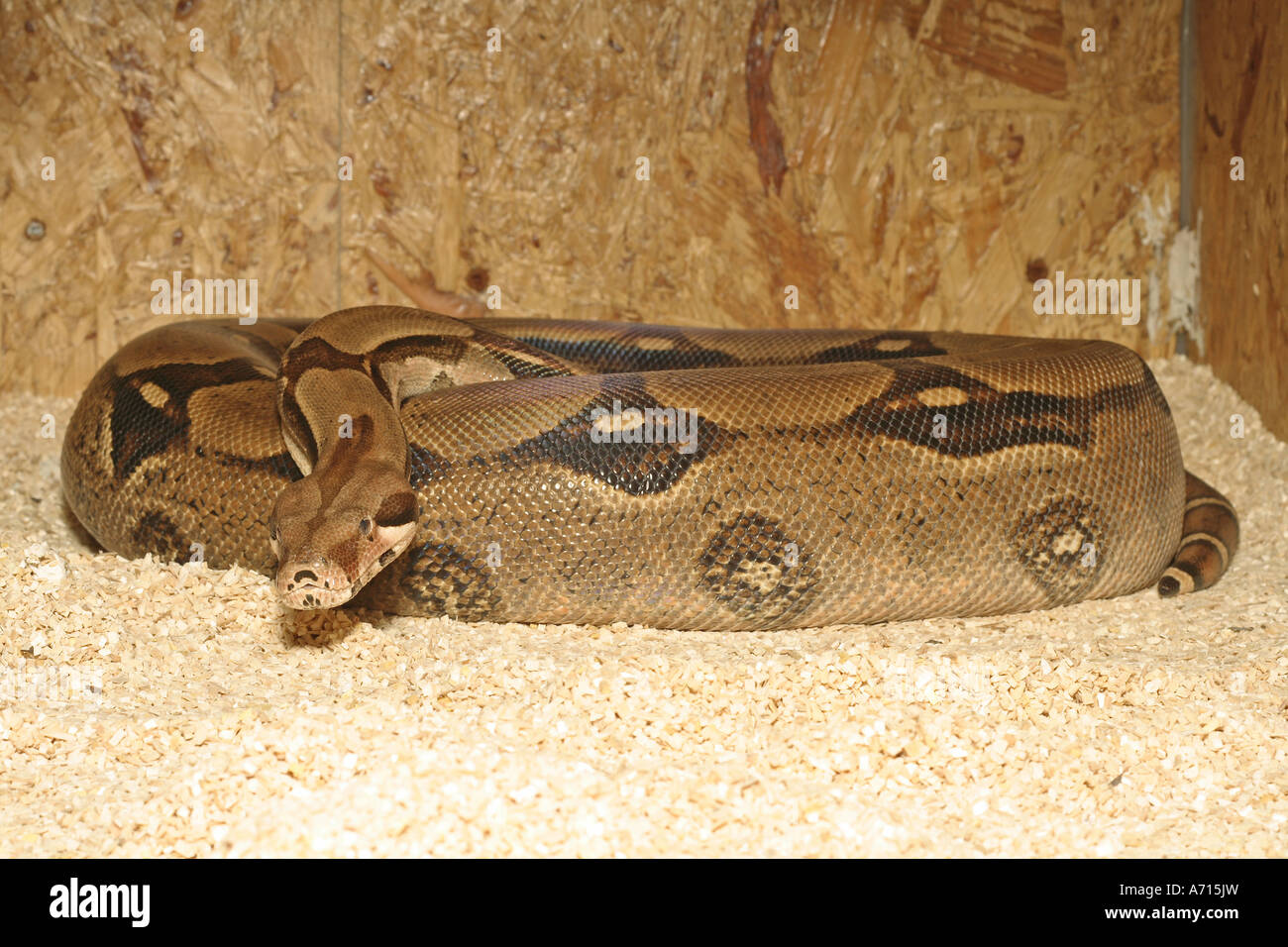 Rotschwanzboa boa constrictor -Fotos und -Bildmaterial in hoher ...