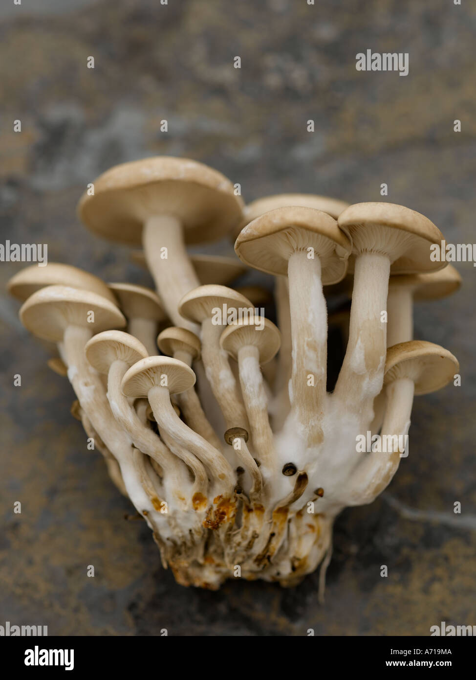 Hon Shimeji asiatische Pilze auf Hasselblad pro Digitalkamera gedreht Stockfoto