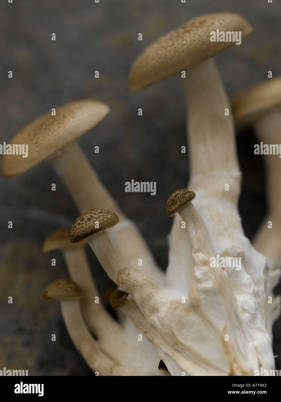 Hon Shimeji asiatische Pilze auf Hasselblad pro Digitalkamera gedreht Stockfoto