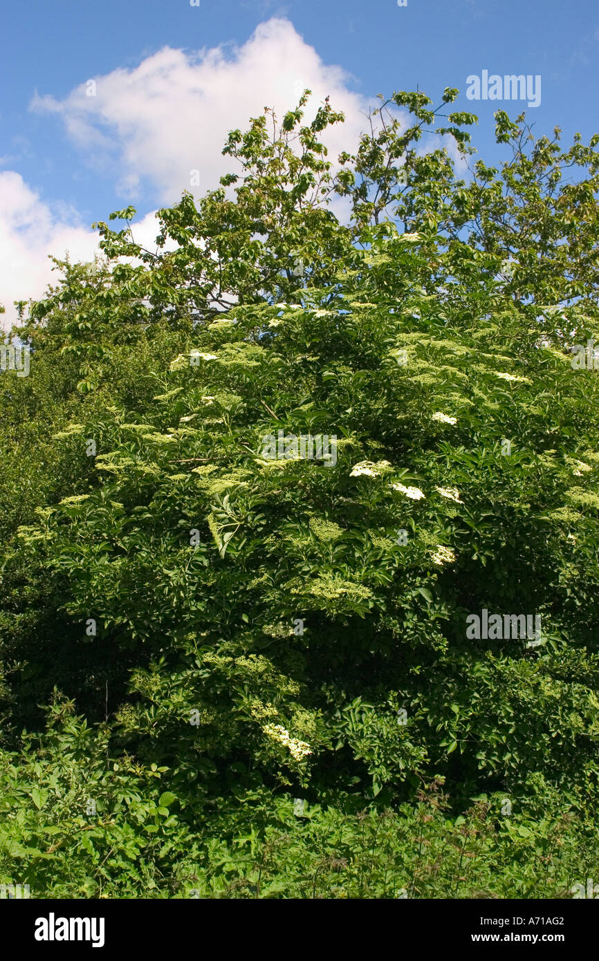 Holunderblüten erschossen im Süden von England im Mai Stockfoto