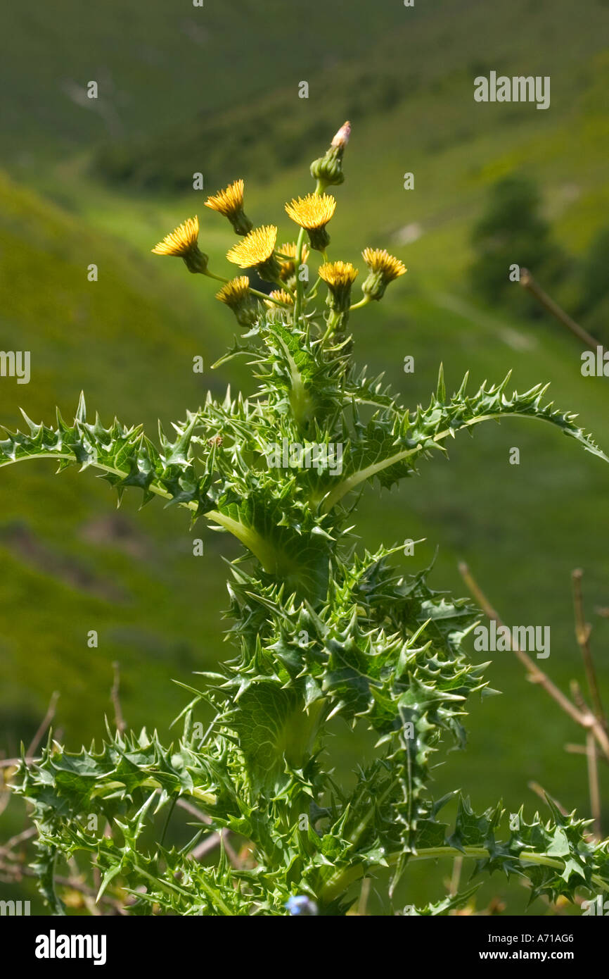 Natürliche Schuss der gelbe Distel wachsen wild an Devils Dyke in Sussex UK Stockfoto