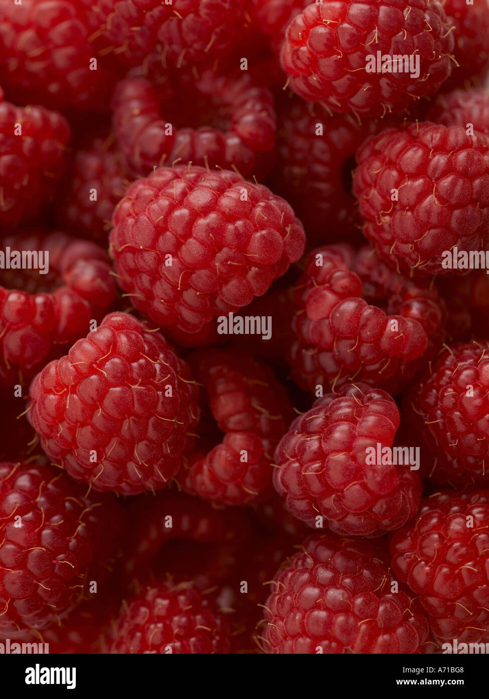 Himbeeren - hohe Ende Hasselblad 61mb digitales Bild Stockfoto