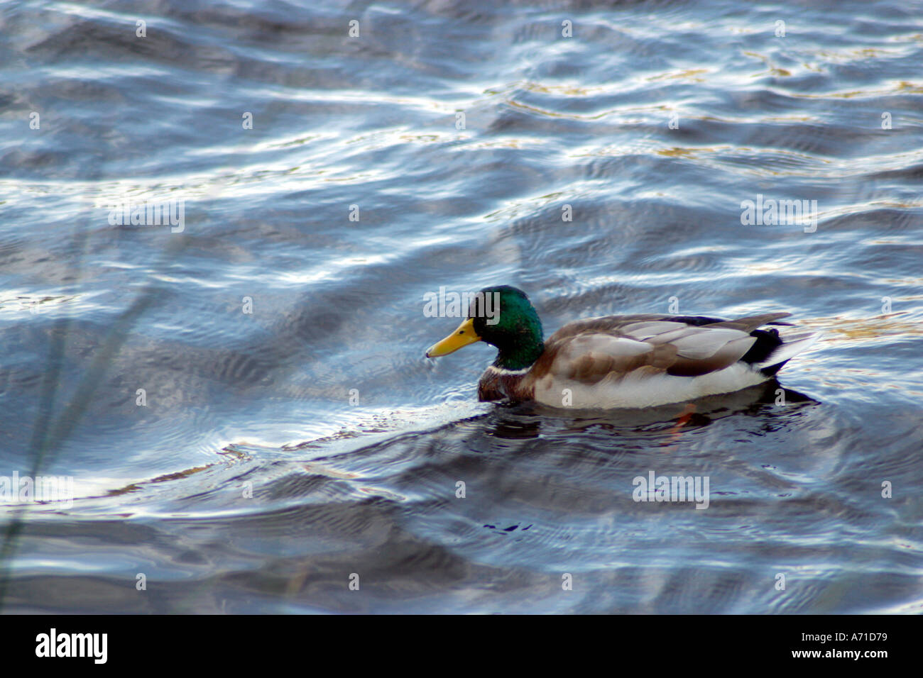 Einer einzigen Wildente auf wellige Wasser schwimmen Stockfoto