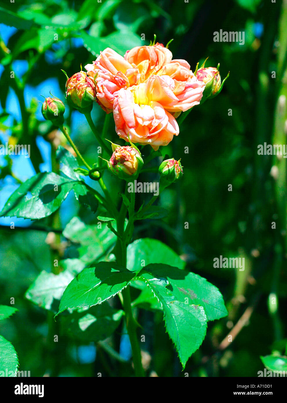 Crown Princess Margareta stieg Schloss Sofiero. Schweden, Scania, Europa Stockfoto