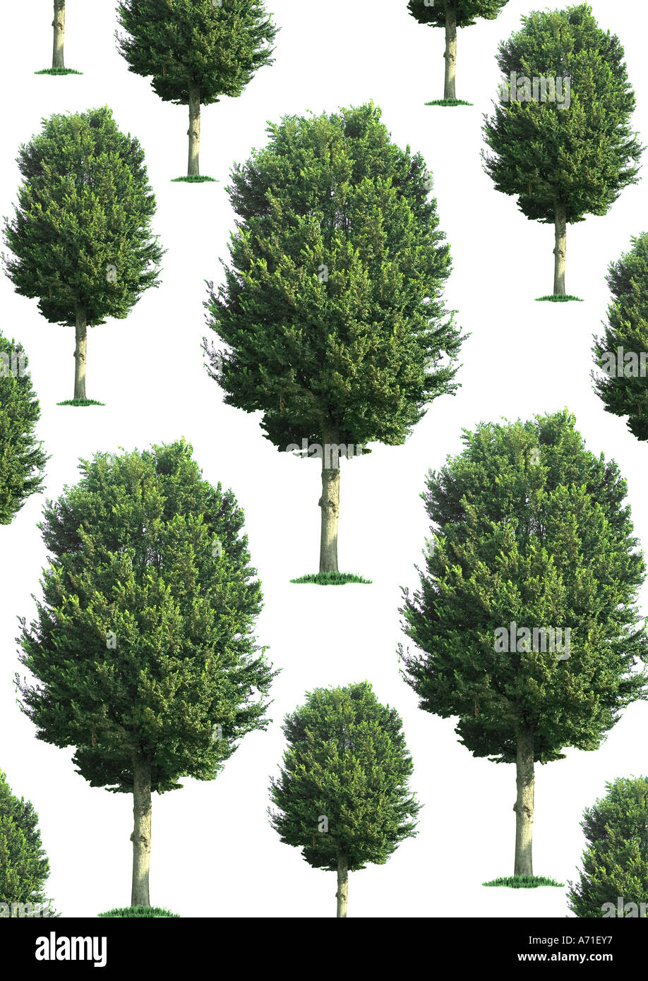 Fotografische Darstellung der Ulme Bäume auf Schritt und wiederholt auf weißem Hintergrund Stockfoto
