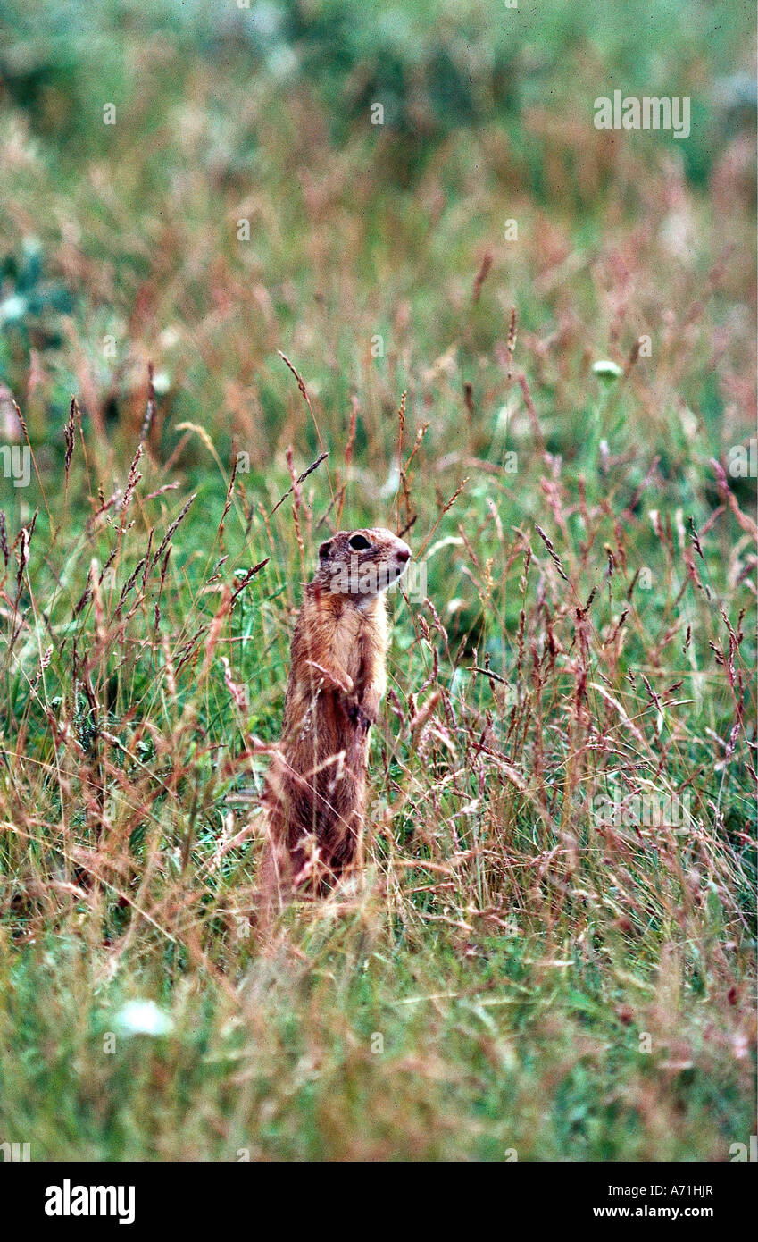 Zoologie / Tiere, Säugetier / Säugetier, glatten Borstenhörnchen (Xerus Rutilis), stehend im Rasen, Vertrieb: Afrika, Anim Stockfoto