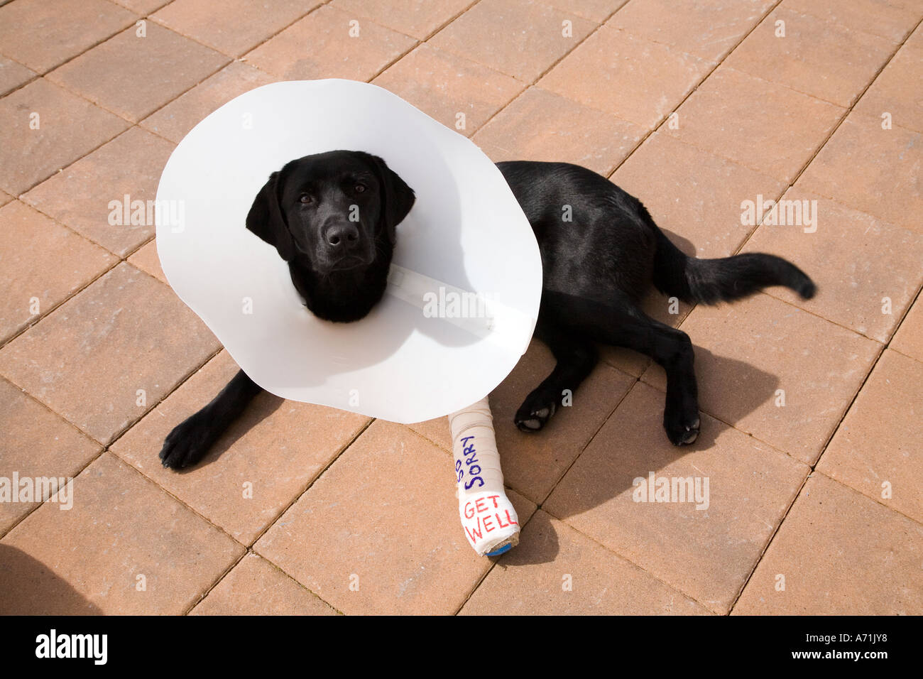 Schwarze Labrador-Welpe mit ohne kauen Kragen auf und Vorderbein in Besetzung und auch Wünsche Eigenschaft veröffentlicht Stockfoto