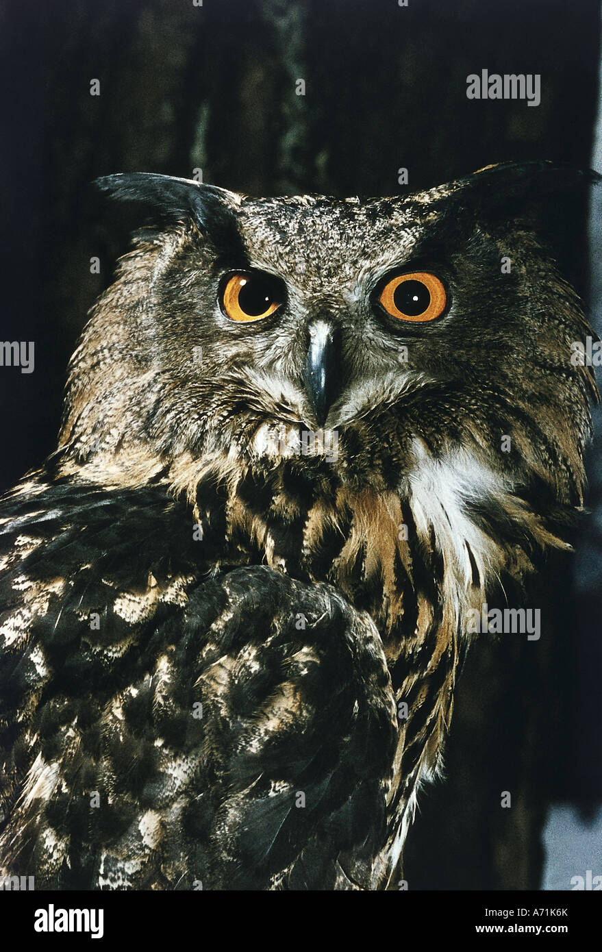 Zoologie / Tiere, Vogelgrippe / Vogel, eurasische Adler-Eule (Bubo Bubo), Vorderansicht, teilweise gedreht, Vertrieb: Europa, Nord Afr Stockfoto