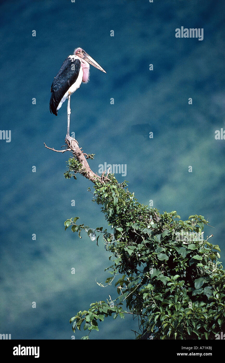 Zoologie / Tiere, Vogelgrippe / Vögel, Marabou Storch (Leptoptilos Crumeniferus), stehend auf Baum, Tansania, Afrika, Vertrieb: T Stockfoto