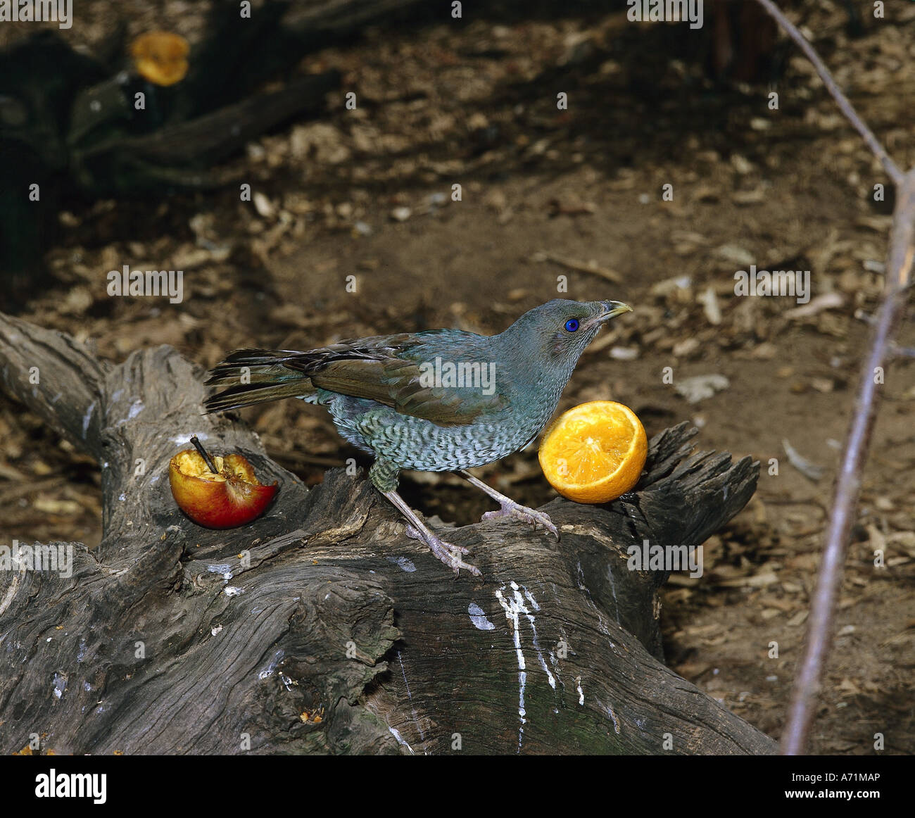 Zoologie / Tiere, Vogelgrippe / Vögel, Satin Laubenvogel (Ptilonorhynchus Violaceus), Weiblich, Vertrieb: South Eastern Australia, eine Stockfoto