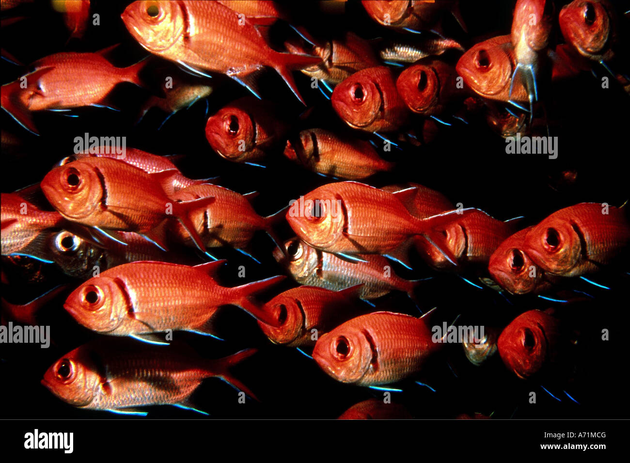 Zoologie / Tiere, Fische, Balken Soldatenfische, (Myripristis Jacobus), Fisch, Karibik, Menpachi, rot, Tier, flach Stockfoto
