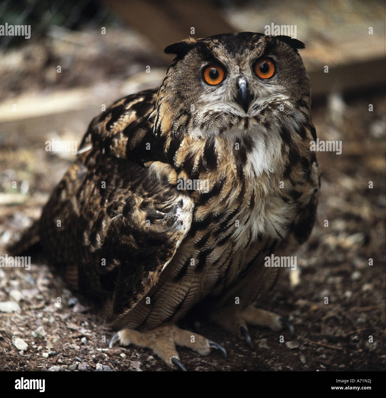 Zoologie / Tiere, Vogelgrippe / Vogel, eurasische Uhu, (Bubo Bubo), stehend, frontale Aufnahme, Vertrieb: Europa, Nordafrika Stockfoto