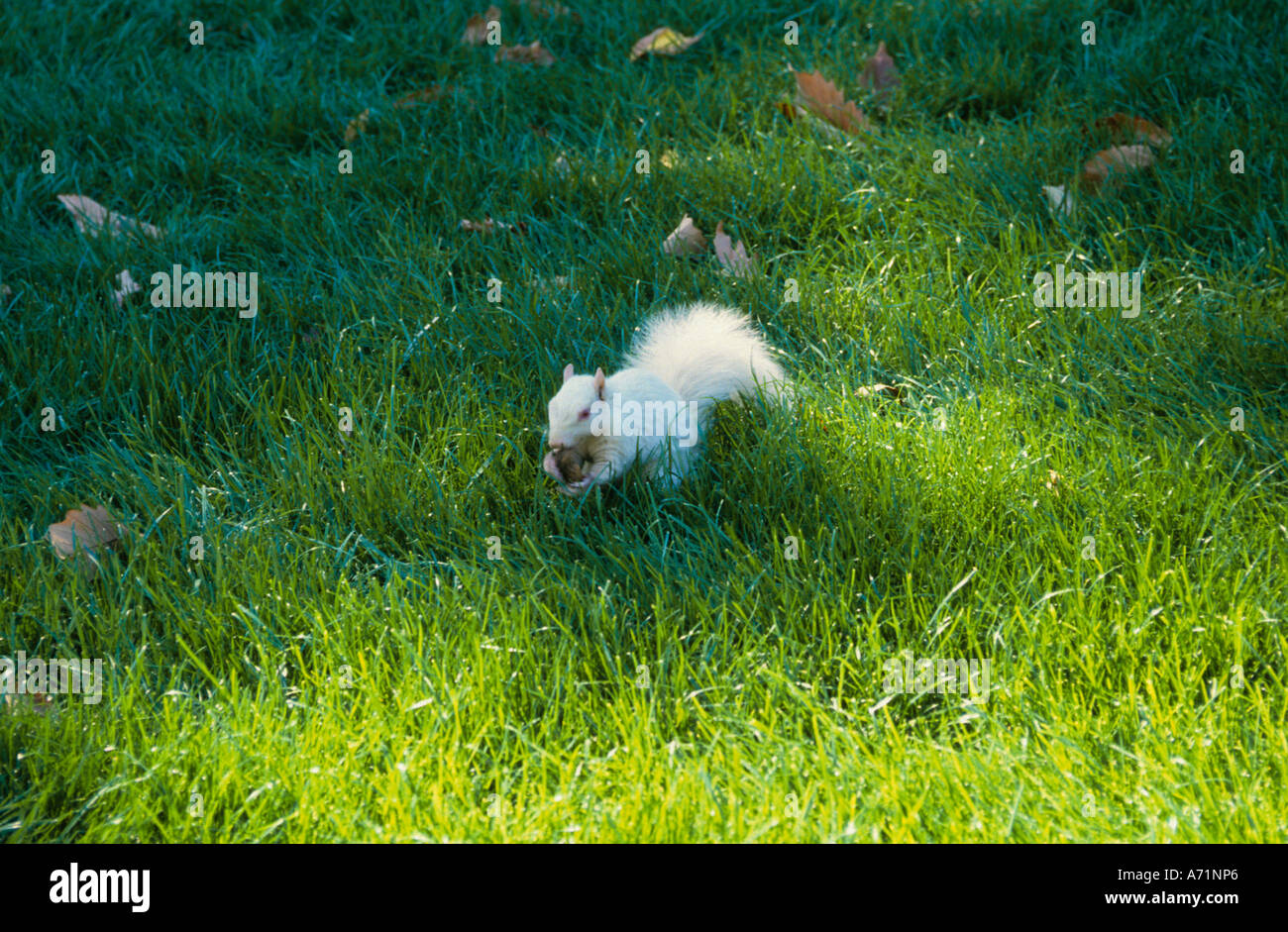 Sciurus carolinensis Leucistic Callosciurus Sciuridae Weißes Albino Weißes Eichhörnchen mit Nuss auf einem Rasen in Washington DC Stockfoto