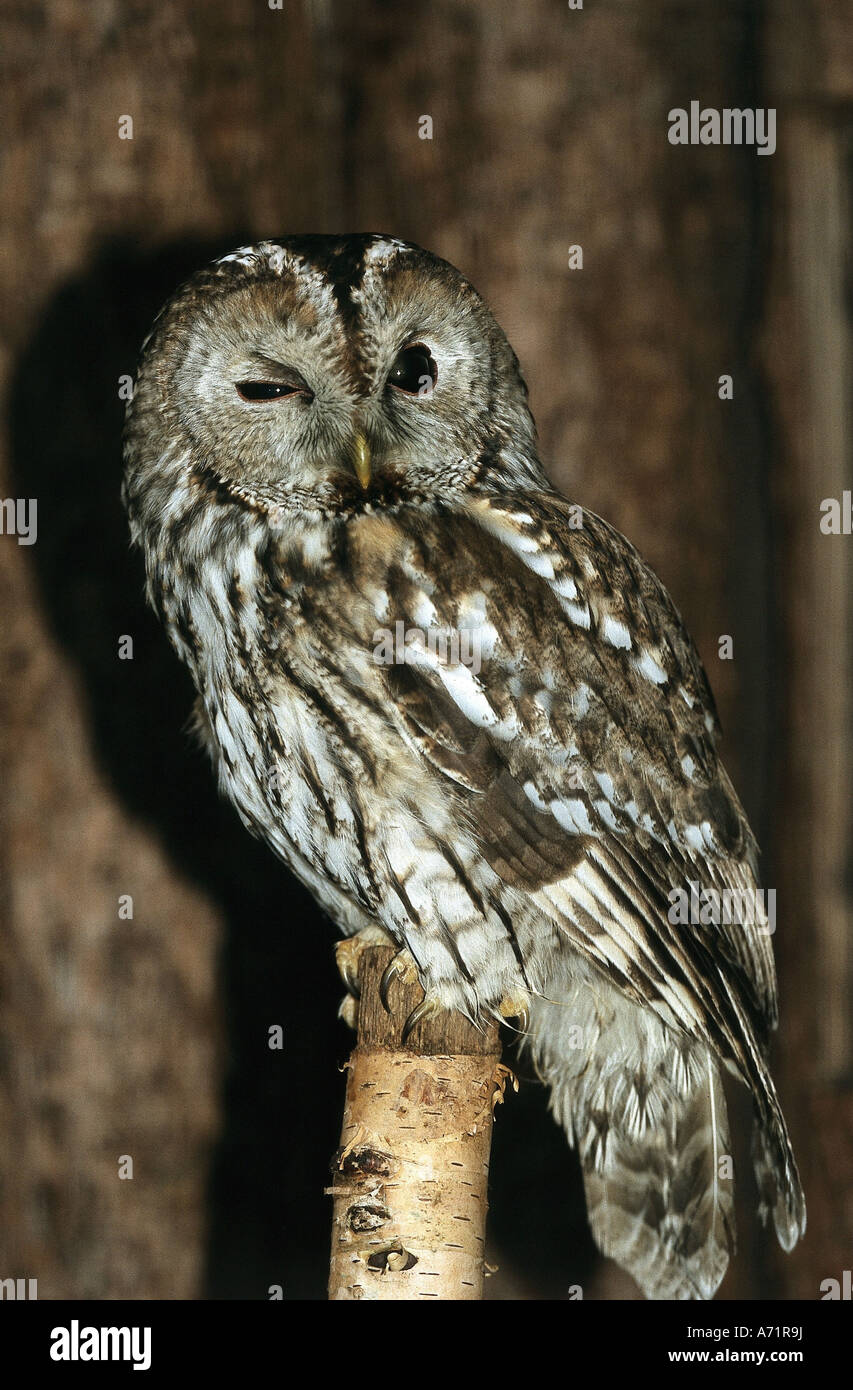 Zoologie / Tiere, Vogelgrippe / Vogel, Tawny Eule, (Strix Aluco), auf Baum Stumpf, frontal aufgenommen, Lüneburger Heide, Vertrieb: Stockfoto