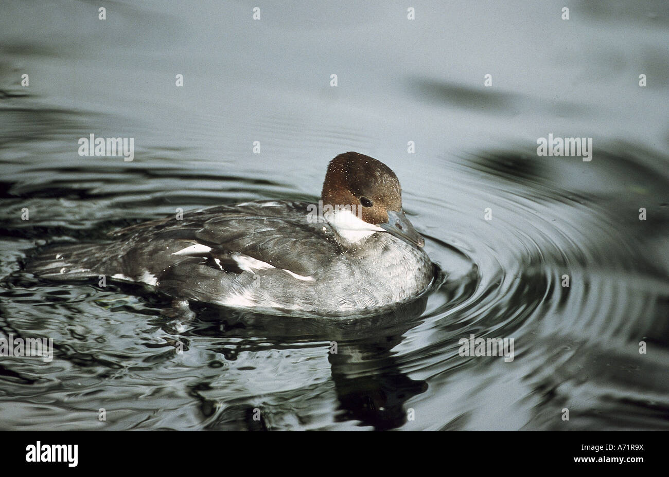 Zoologie / Tiere, Vogelgrippe / Vögel, Zwergsäger, (Mergus Albellus), Schwimmen in Texel, Wasserverteilung: Taiga aus Finnland, Kamchat Stockfoto