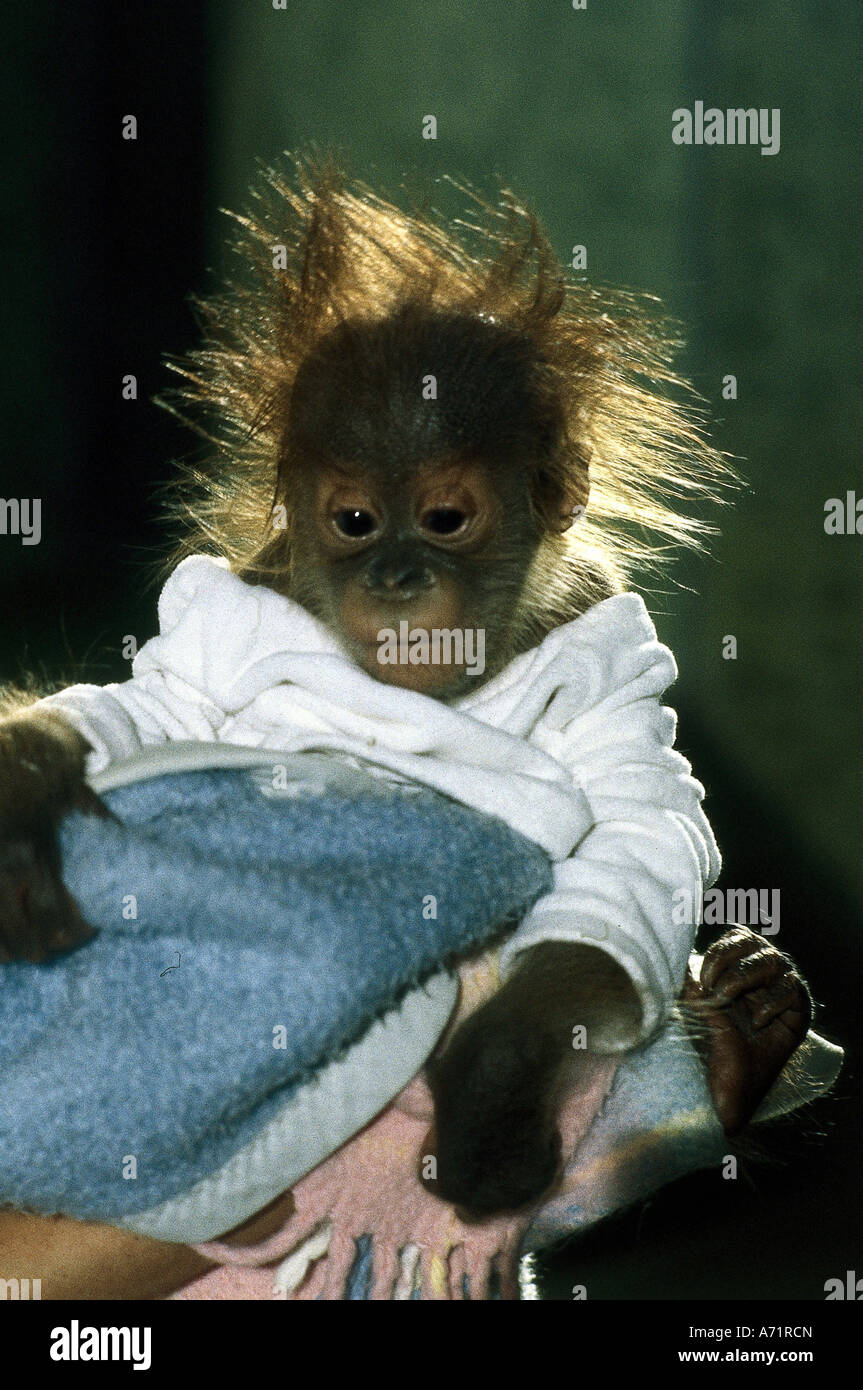 "Zoologie / Tiere, Säugetier / Säuger, Affen, Bornean Orang-Utans (Pongo Pygmaeus), baby, Zoo"Tierpark Hellabrunn", München, Stockfoto